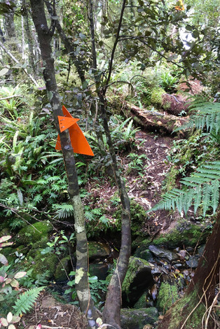 Demon Trail Hollyford Track