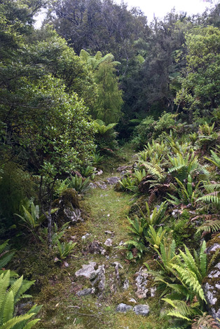 Demon Trail Hollyford Track