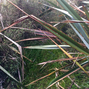 Pyke Big Bay Track