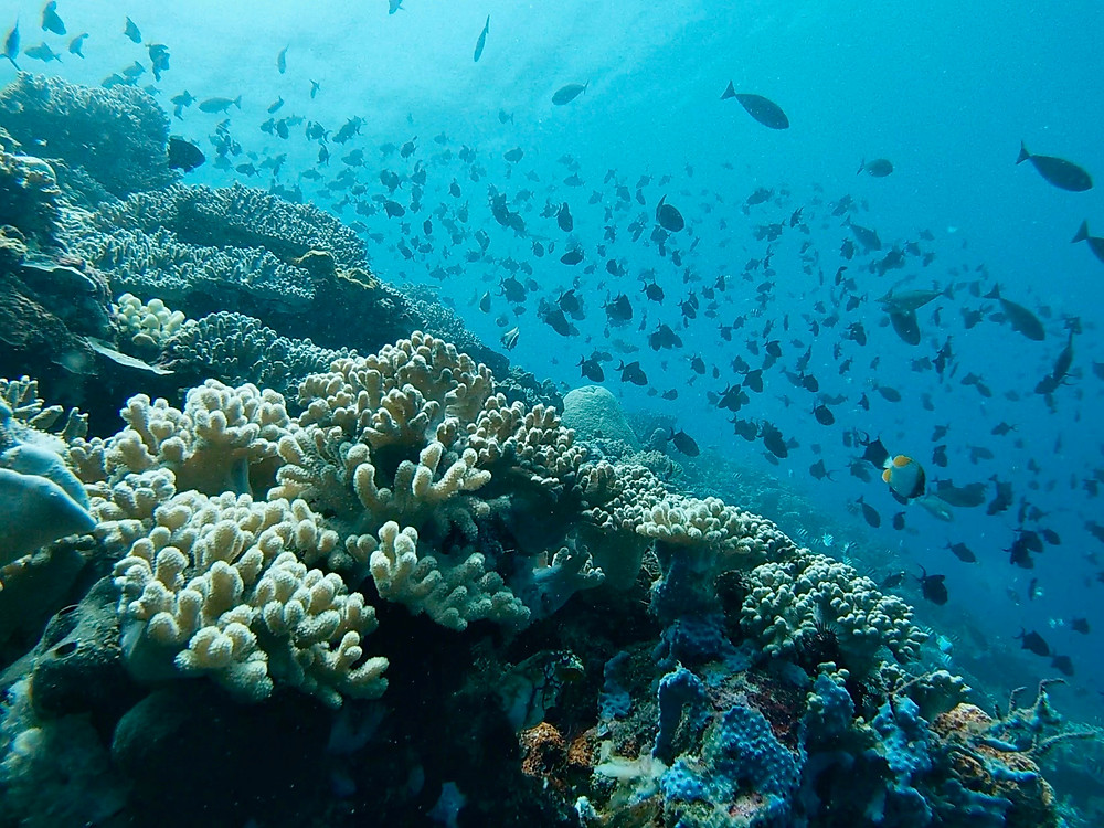 Freediving in plastic