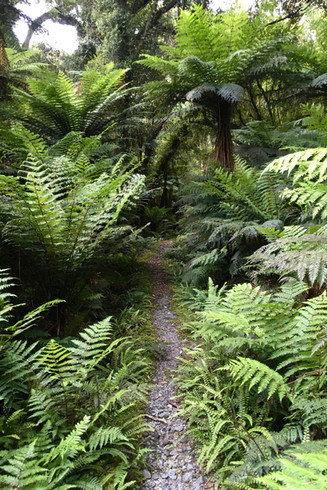 Demon Trail Hollyford Track