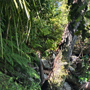 Pyke Big Bay Track