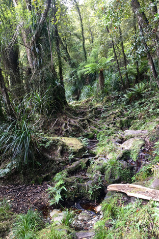 Demon Trail Hollyford Track