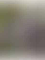 (सापाल) Sapal:The Endangered Himalayan medicinal wonder 