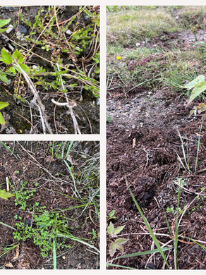 (सापाल) Sapal:The Endangered Himalayan medicinal wonder 