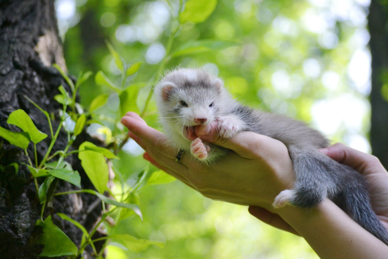 Купить Хорька В Спб В Питомнике