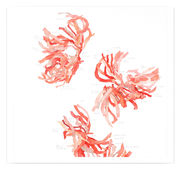 Douro River Studies [Three Blossoms], 2010
