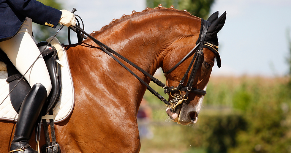 astonhorse_kep.png