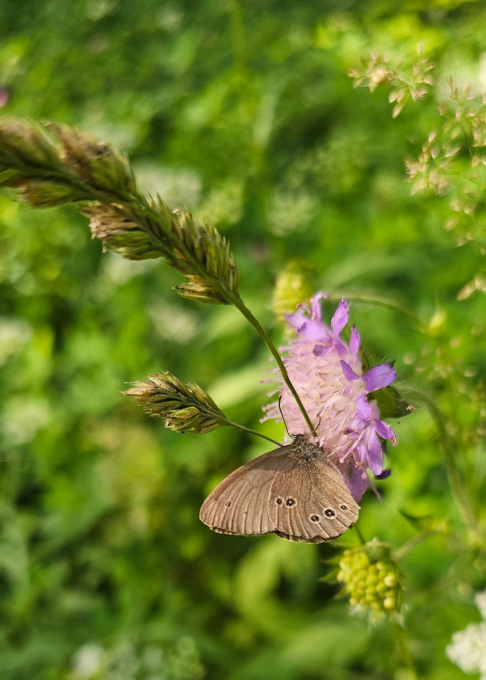 Brown butterfly feeding on a purple wildflower against a soft green meadow background in Lithuania.