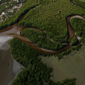 Mangrove Forests: Protecting Our Shores Together