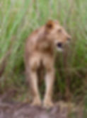 lioness website_edited.jpg