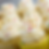Additional Cupcakes