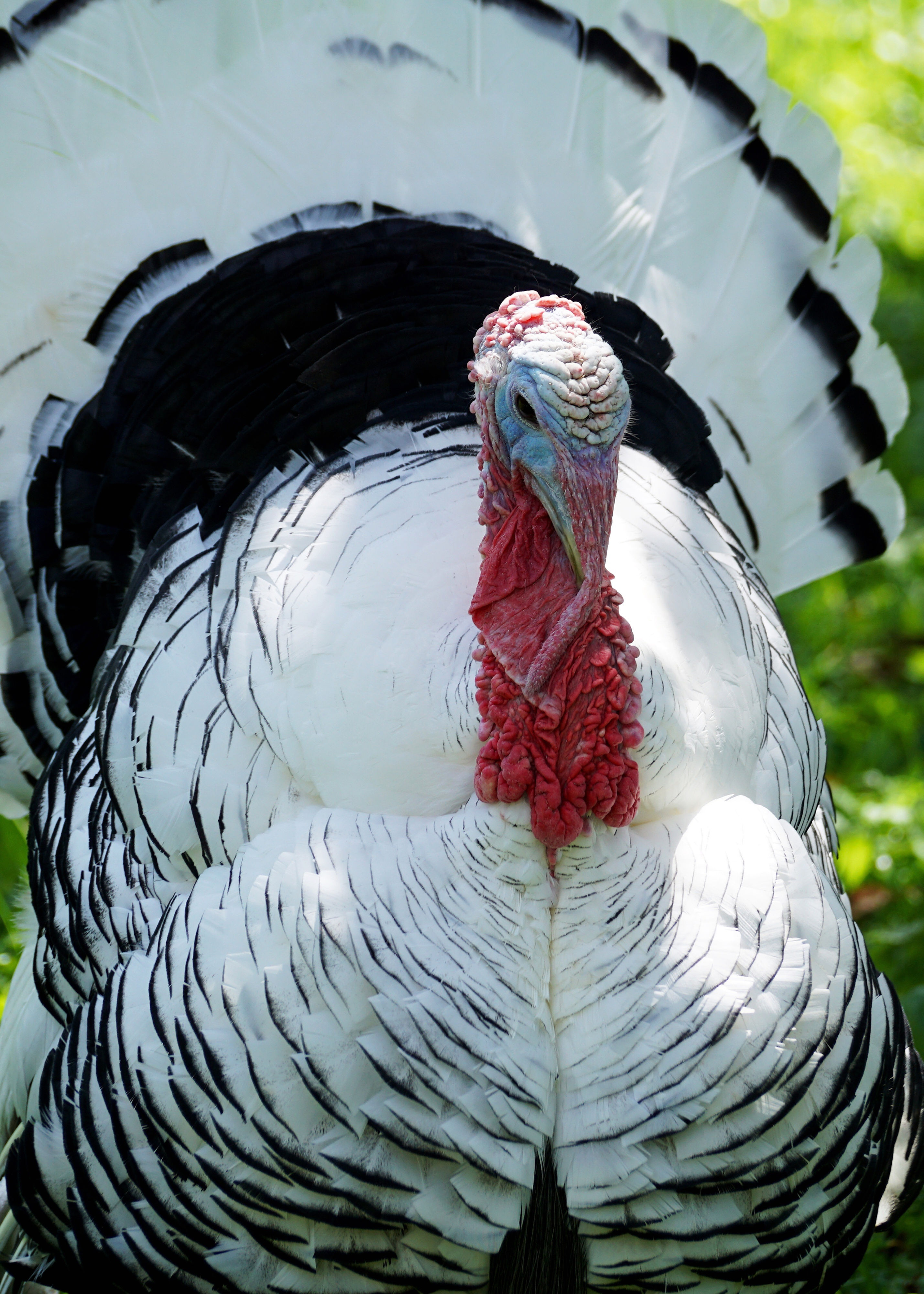 Free-Range Broad Breasted White Turkey