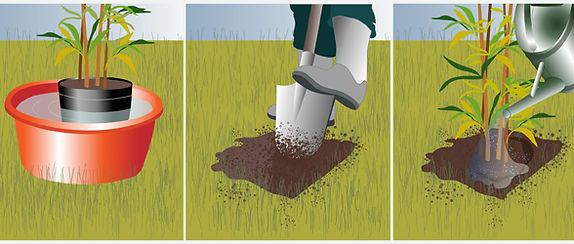 Conseil de plantation de vos bambous