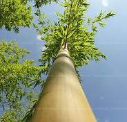 Bambous géants Phyllotachys vivax Aureocaulis