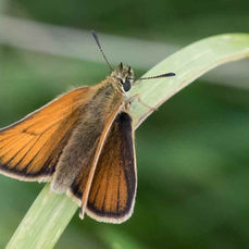 Butterfly, Conservation