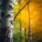 texture of birchwood bark trees side by side.jpg