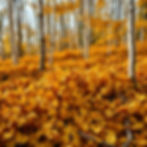 bed of birchwood golden leaves.jpg