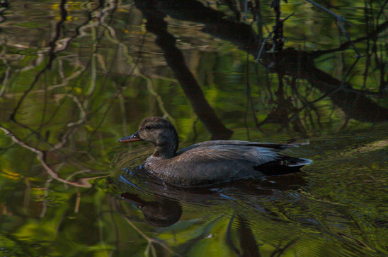 Gadwall out for a swim