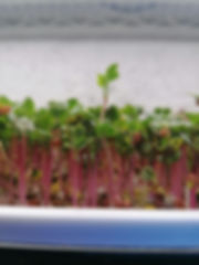 Rabano Microgreen