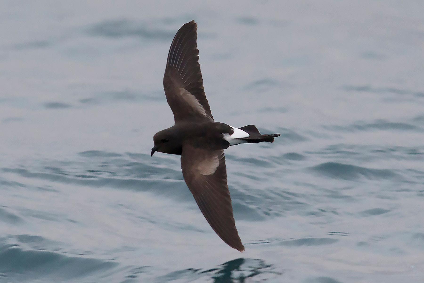 Birder Special Pelagic 2026 (Fridays & Mondays)