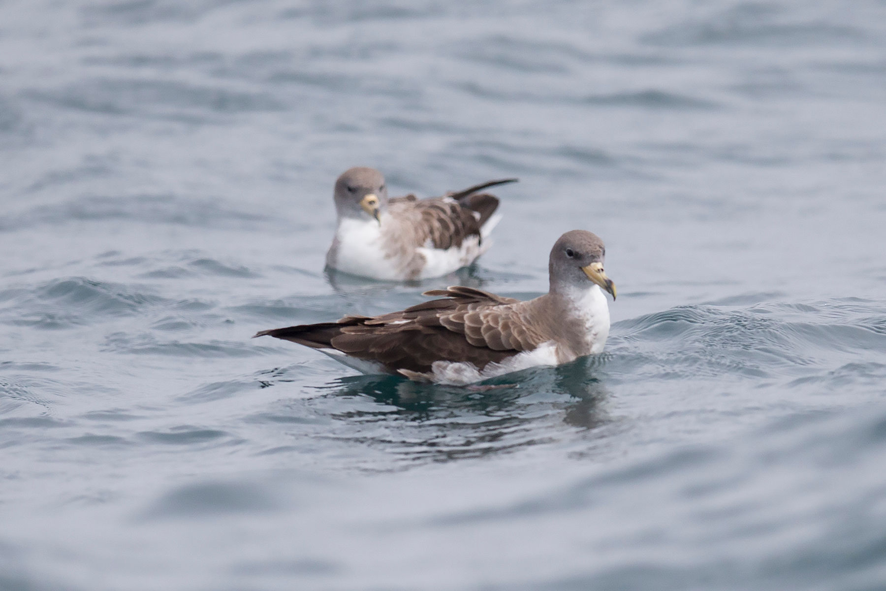 Birder Special Pelagic 2026 (Saturdays & Sundays)