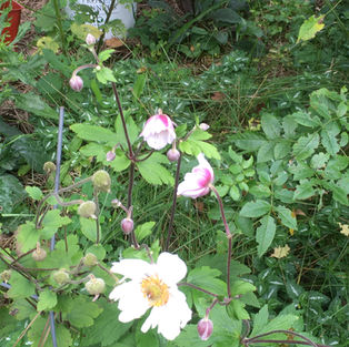 Japanese Anemone