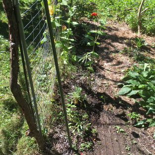 New bed along Squash Tunnel