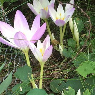 Autumn Crocus