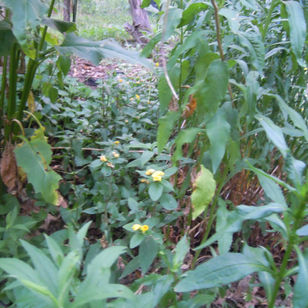 Evening Primrose.JPG