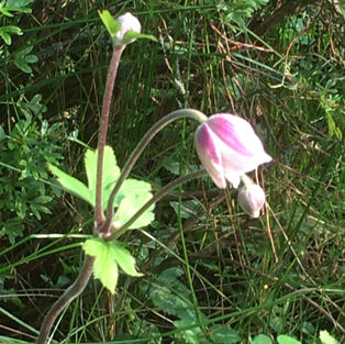 Japanese Anemone