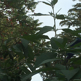 Jerusalem Artichokes starting to bloom.jpeg