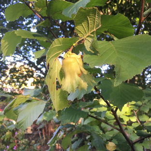 Hazelnut on the tree