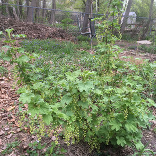 White currant bearing heavily.jpeg