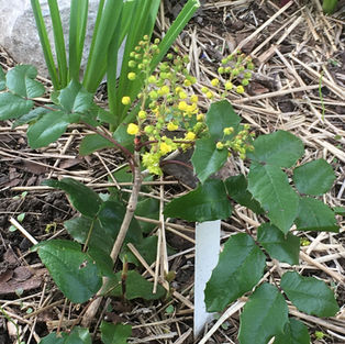 Mahonia.jpeg