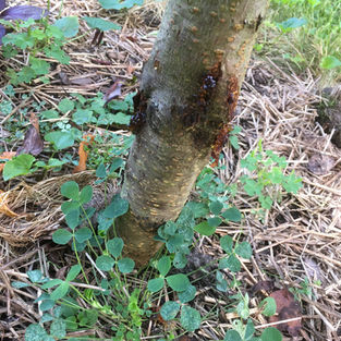Peach tree fungal (?) infection