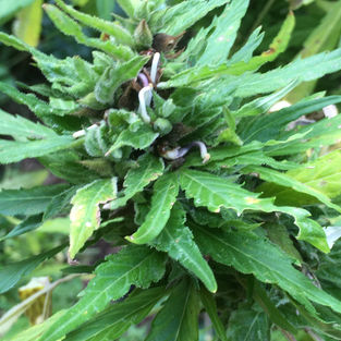 Marijuana seeds sprouting on plant