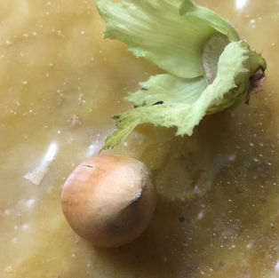 Hazelnut Harvest - entire