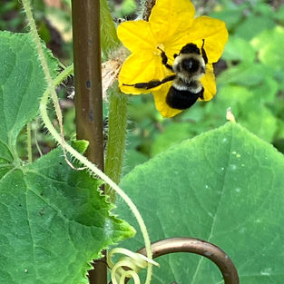 Cucumber pollination.jpeg