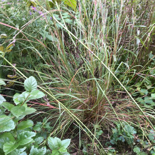 Little Bluestem