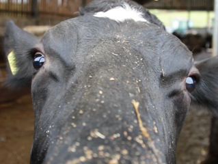 Cows, Cash & Cover-ups? Investigating vCJD