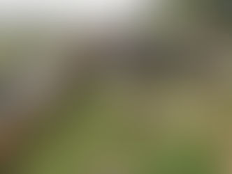 小山羊を飼い始めました。