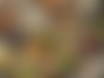 Foods to Fuel Daily Performance