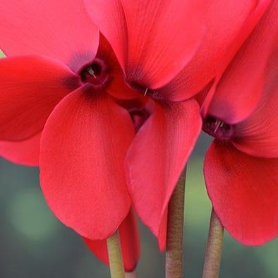 Miniatura: Cyclamen F1