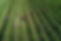 DJI_0016.JPG