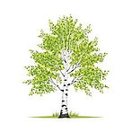 birch tree fir website.jfif.jpg
