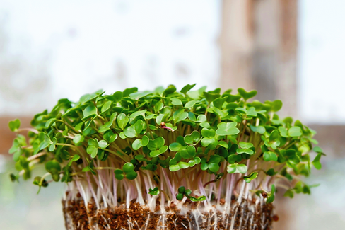 microgreenpic1.png