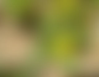 Surviving Economic Collapse: