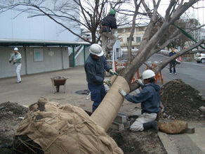 樹木移植 ～複合施設～