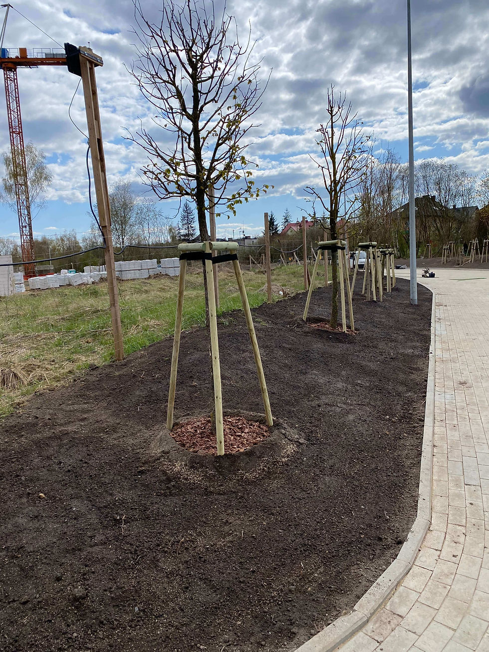 nasady drzew (1) (1).jpeg